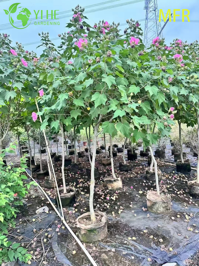 Wholesale Confederate Rose Standard Live Flowering Hibiscus Tree Bonsai