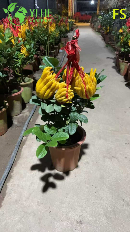 Aromatic Fingered Citron Buddha's Hand Live Tree for Export Bonsai