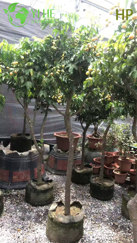 Drought-Resistant Pongamia Pinnata Tree for Landscaping and Biofuel Bonsai