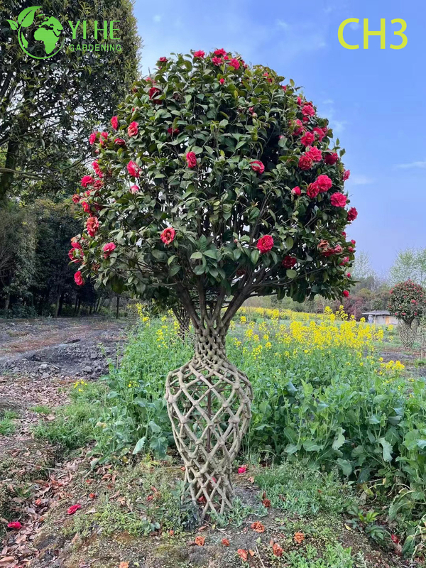 Wholesale Sculpted Woven Trunk Camellia Topiary Tree Bonsai