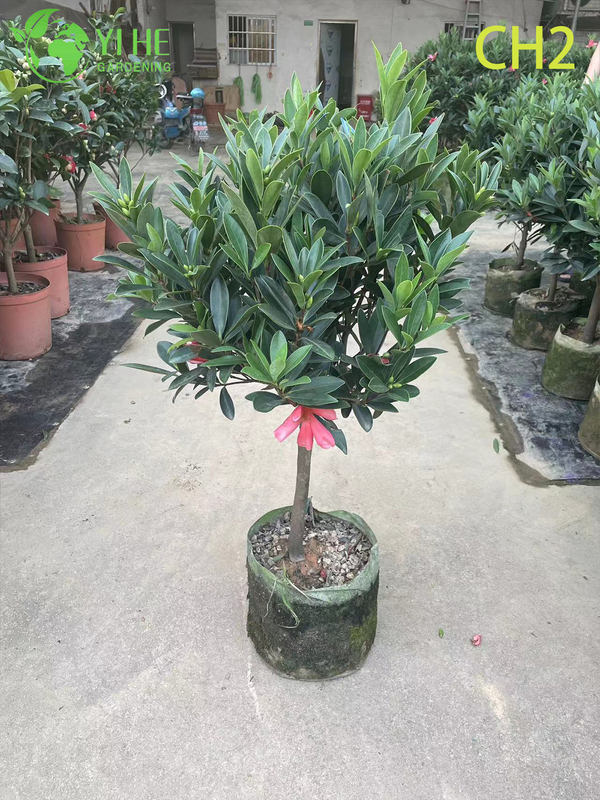 Wholesale Pink Bicolour Camellia Japonica Flowering Shrub Bonsai
