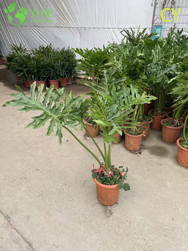 Lush Tropical Wholesale Hope Plant Thaumatophyllum Bipinnatifidum Bonsai
