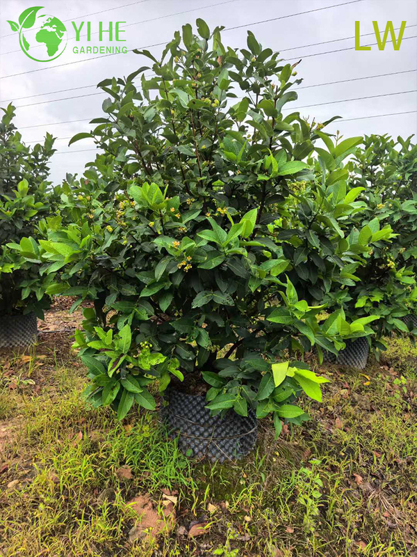 Fresh Wax Apple Tree with Crisp Bell-Shaped Edible Fruits Syzygium samarangense Bonsai