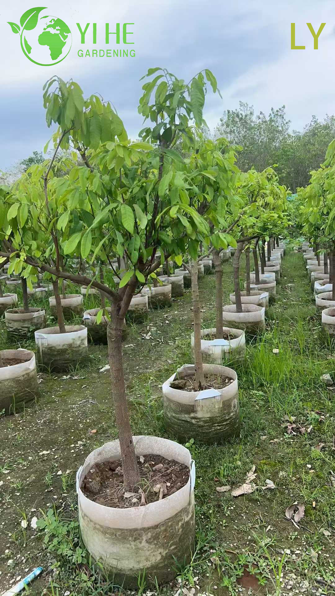 Live Dimocarpus Longan Dragon's Eye Tree with Sweet Fruit Bonsai