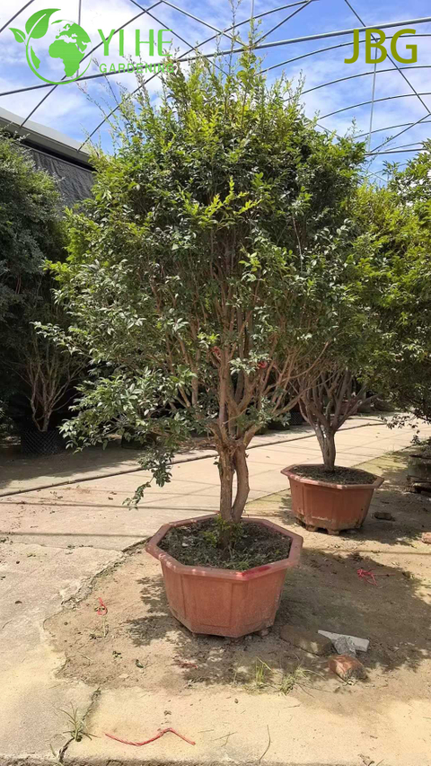 Lush Evergreen Jabuticaba Tree with Grape-like Edible Fruits Bonsai
