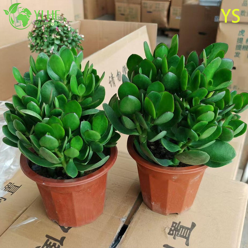 Decorative Live Money Tree Jade Plant with Colorful Artificial Flowers Bonsai