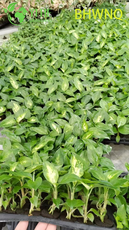 Wholesale Dieffenbachia Tropic Marianne Live Starter Plant Plug Seedlings
