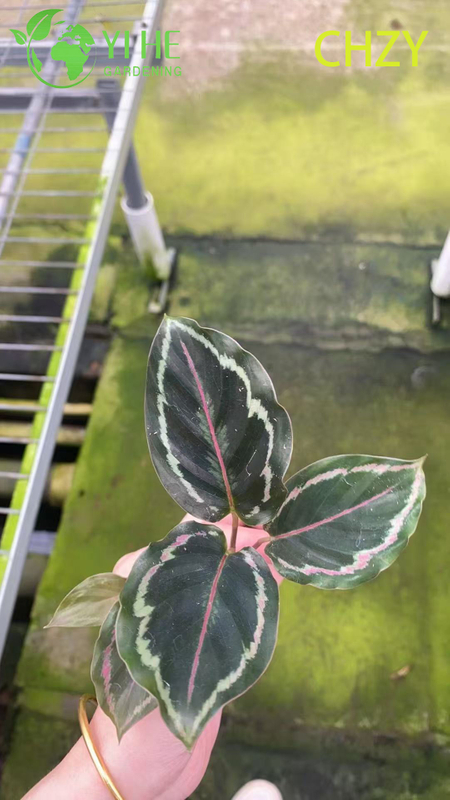 Wholesale Calathea Medallion Live Prayer Plant Starter Plug Seedlings