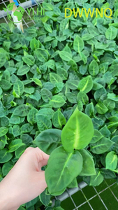 Wholesale Dieffenbachia Reflector Variegated Dumb Cane Starter Plant Seedlings