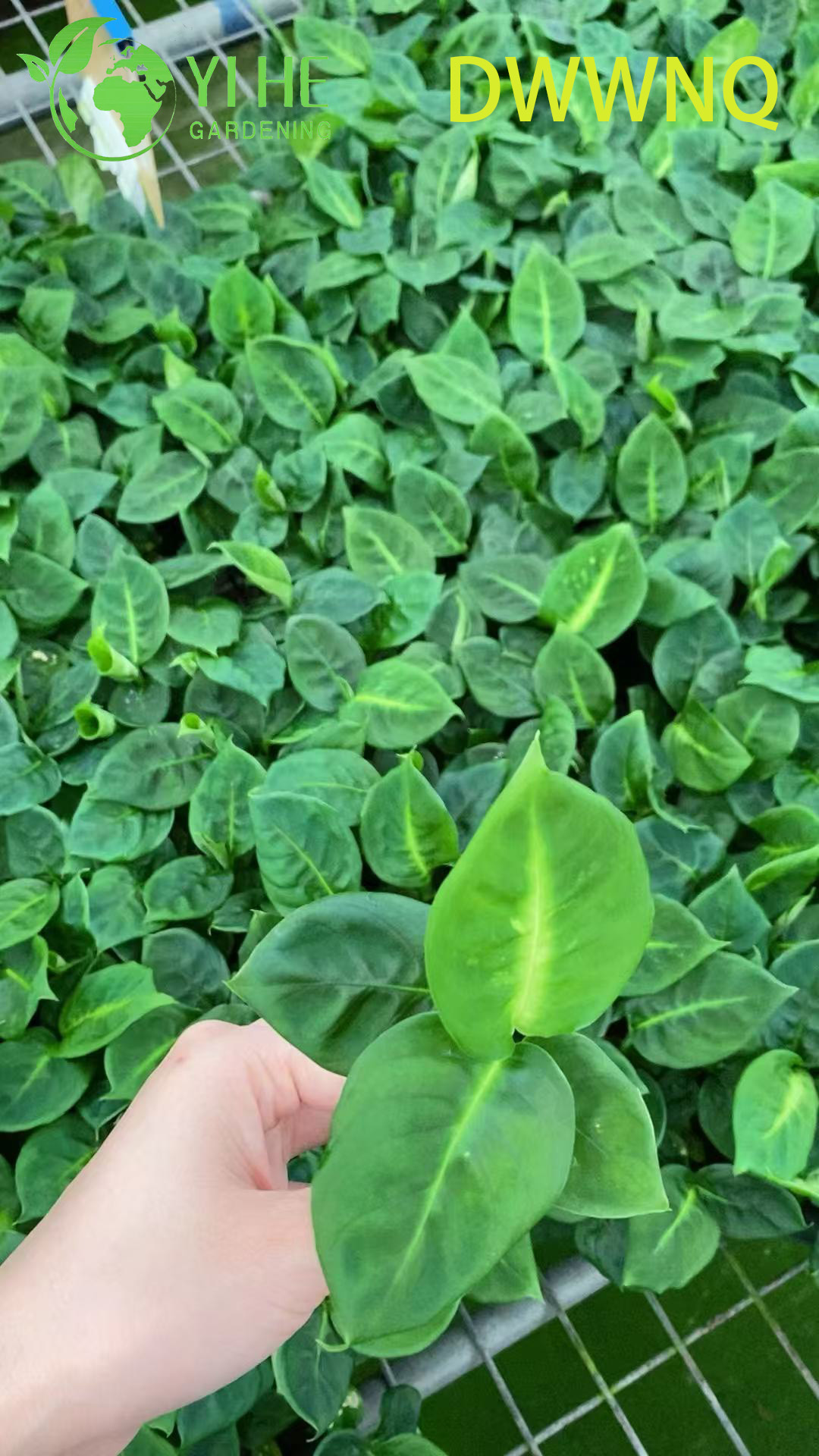Wholesale Dieffenbachia Reflector Variegated Dumb Cane Starter Plant Seedlings