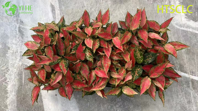 Wholesale Aglaonema Red Angel Live Chinese Evergreen Starter Plug Seedlings