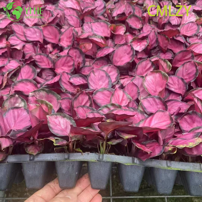 Wholesale Calathea Rosey Pink Live Prayer Plant Starter Plug Seedlings