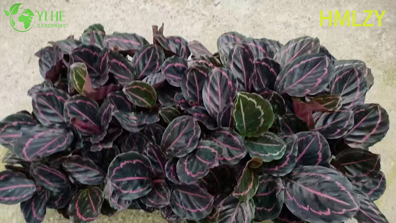 Wholesale Calathea Pinstripe Live Prayer Plant Starter Plug Seedlings