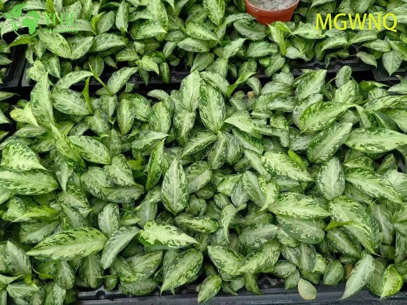 Wholesale Dieffenbachia Tiki Variegated Dumb Cane Starter Plant Seedlings