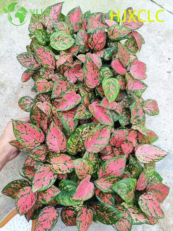 Wholesale Red Aglaonema Valentine Live Chinese Evergreen Starter Plug Seedlings