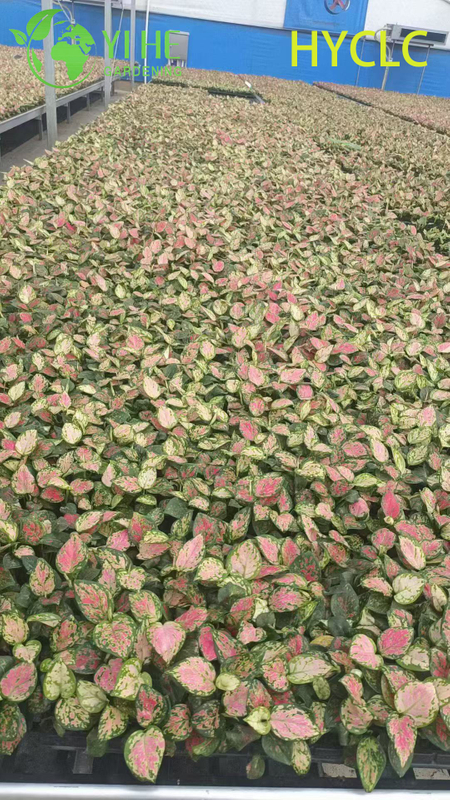 Wholesale Aglaonema Beauty Live Chinese Evergreen Starter Plug Seedlings