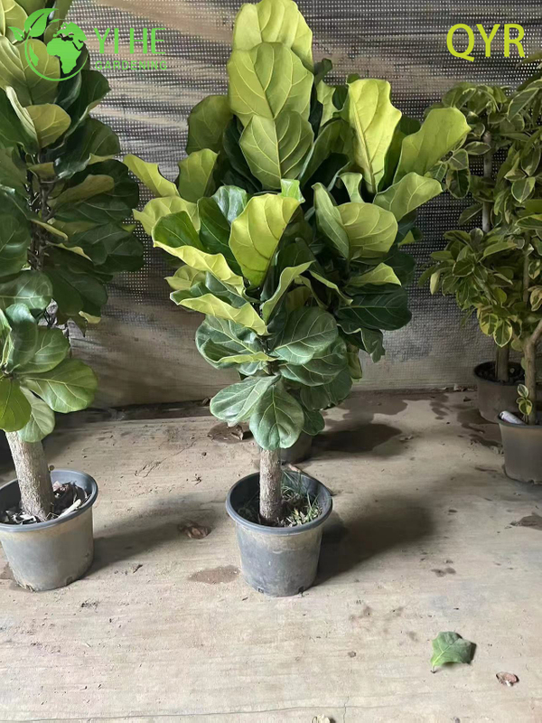 Live Ficus Lyrata Fiddle Leaf Tree Indoor Floor Plant Bonsai