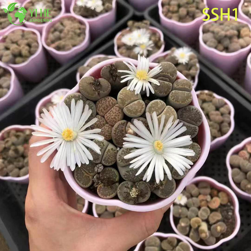 Wholesale Live Lithops Living Stones Plant Assorted Flowering Succulent Bonsai