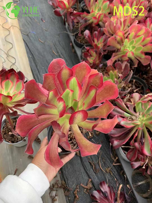 Wholesale Crested Aeonium Medusa Rare Cristate Succulent Live Plant Bonsai