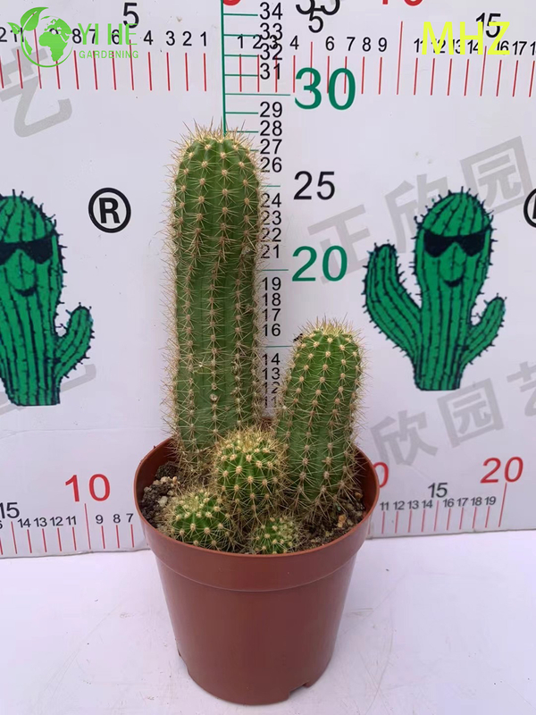 Wholesale Golden Ball Cactus Parodia Leninghausii Live Ornamental Plant Bonsai