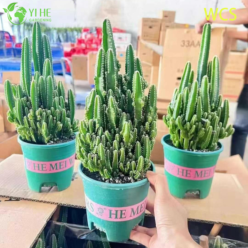 Wholesale Fairy Castle Cactus Acanthocereus Tetragonus Live Plant Bonsai