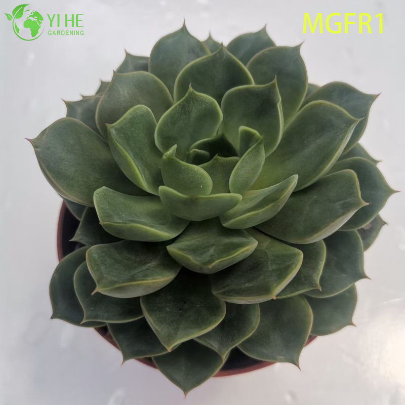 Wholesale Echeveria Madame Rose Live Succulent Lotus Plant Bonsai