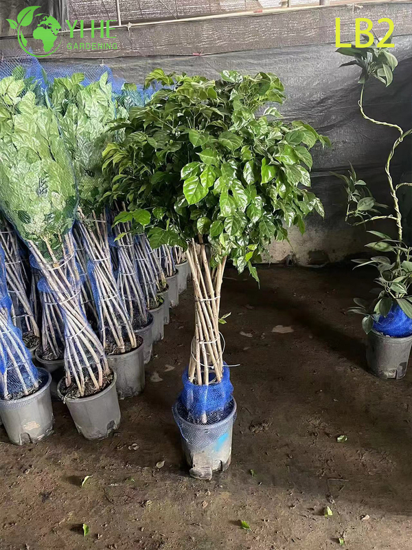 Single Ball Topiary China Doll Standard Wholesale Radermachera Tree Indoor Foliage Tree
