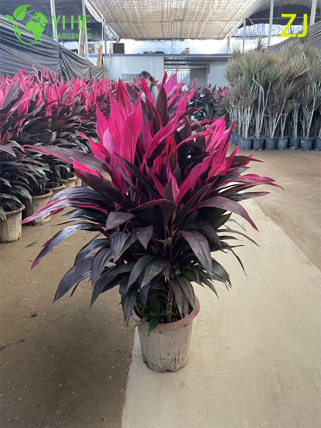 Wholesale Hot Pink Cordyline Ti Plant Live Tropical Foliage Bonsai