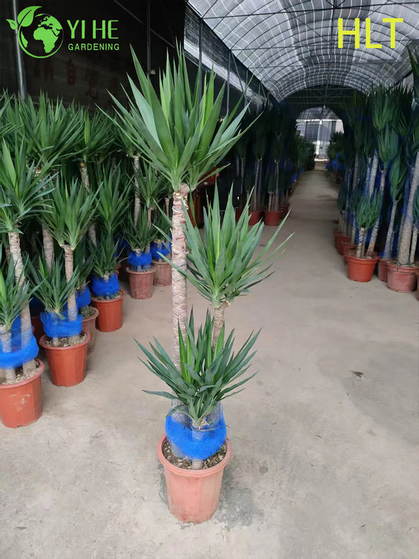 Wholesale Multi-Stem Yucca Cane Tree Live Indoor Houseplant Bonsai