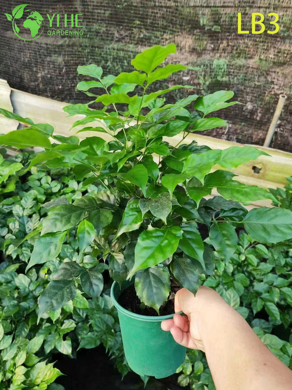 Wholesale Mini Ginseng China Doll Plant Exposed Root Bonsai