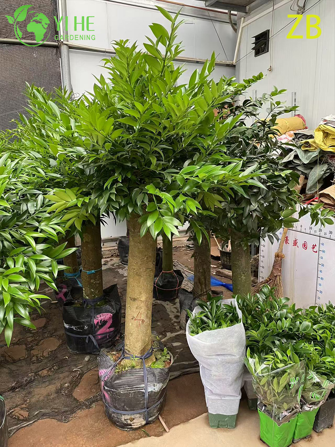 Wholesale Buddhist Pine Podocarpus Live Evergreen Specimen Tree Bonsai
