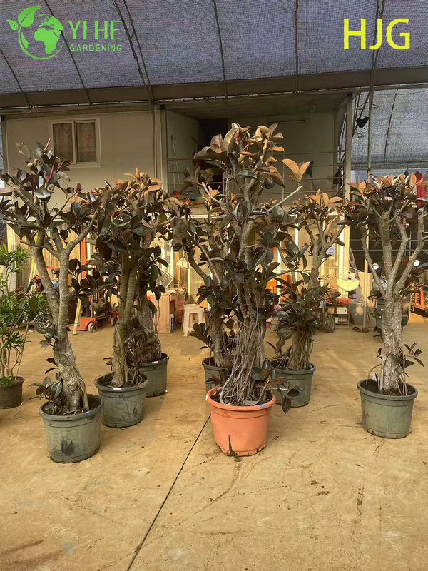 Wholesale Black Prince Rubber Tree Ficus Elastica Houseplant Bonsai
