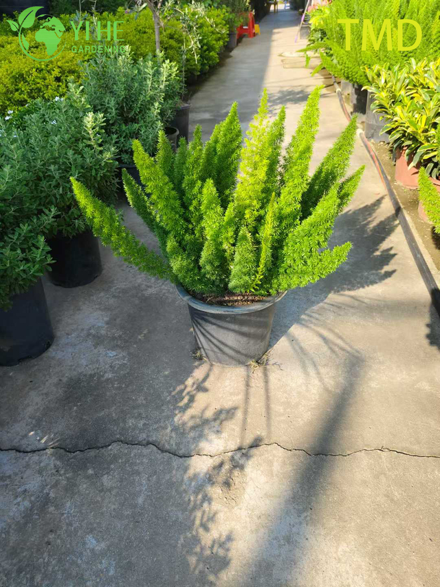 Wholesale Foxtail Fern Live Asparagus Plume Accent Plant Bonsai
