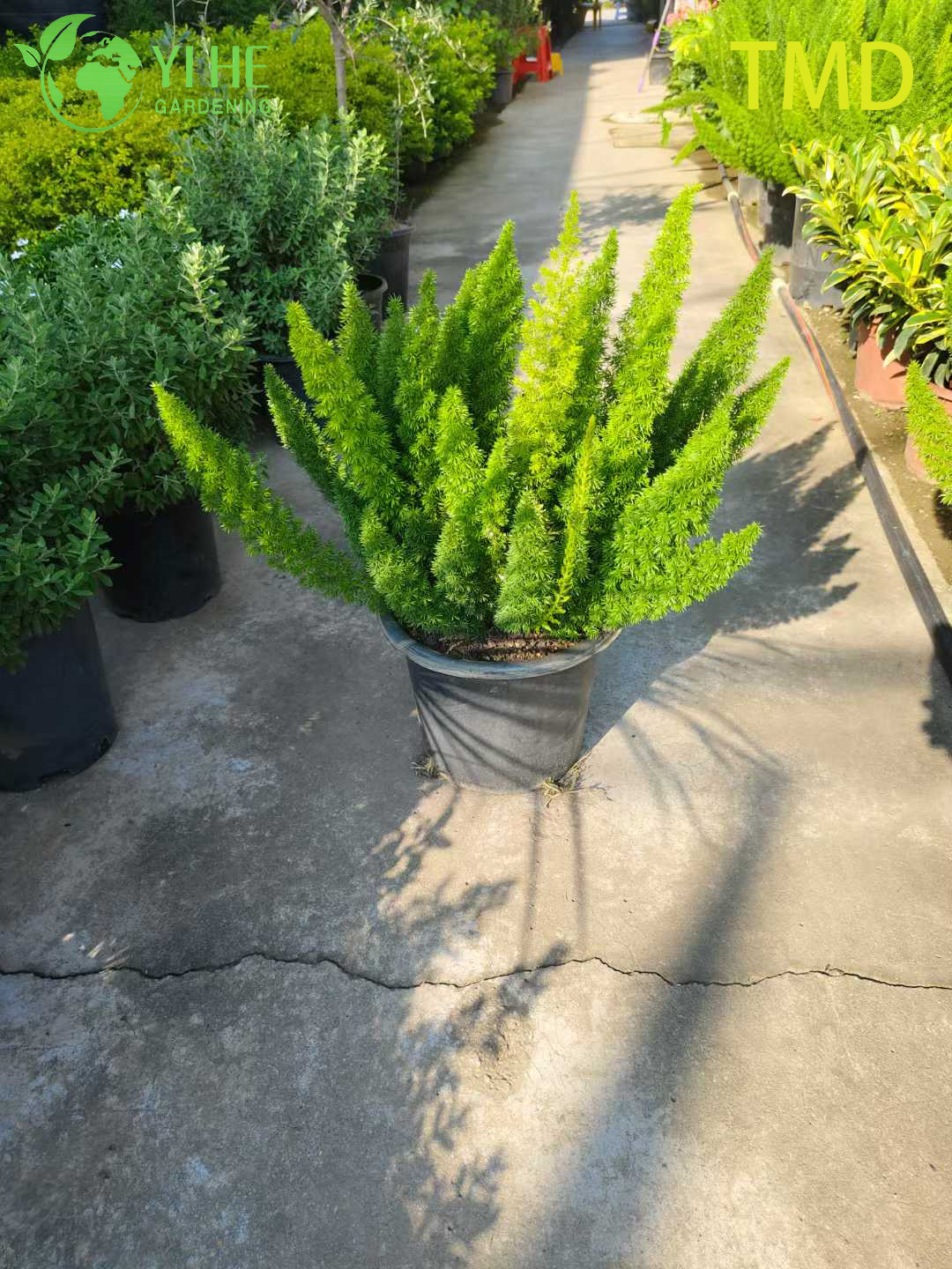 Wholesale Foxtail Fern Live Asparagus Plume Accent Plant Bonsai