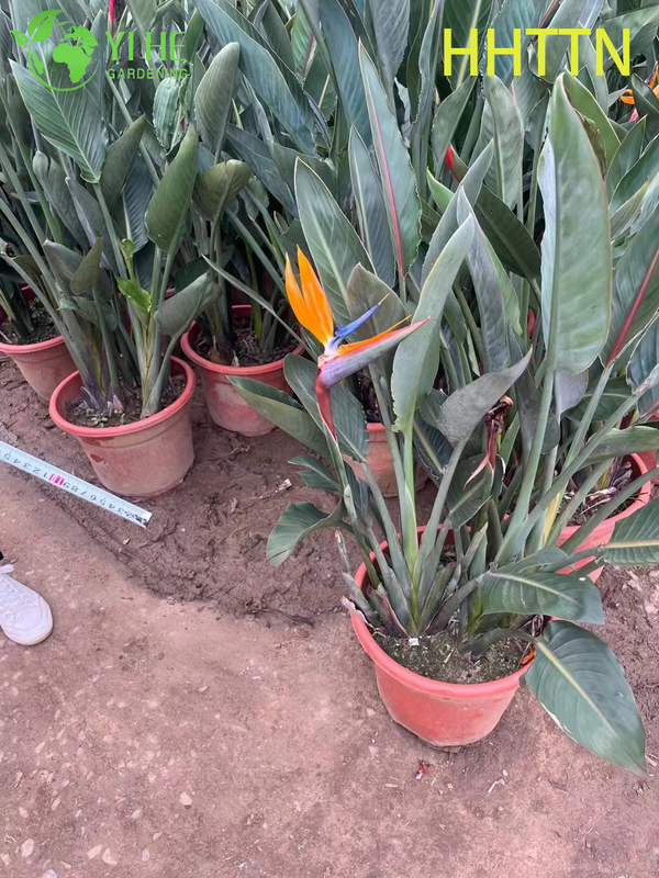 Wholesale Yellow Bird of Paradise Live Strelitzia Tropical Plant Bonsai