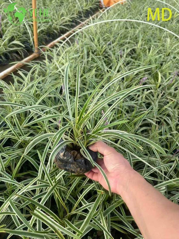 Wholesale Variegated Liriope Lilyturf Live Flowering Groundcover Bonsai