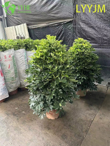 Wholesale Green Schefflera Dwarf Umbrella Tree Live Indoor Plant Bonsai