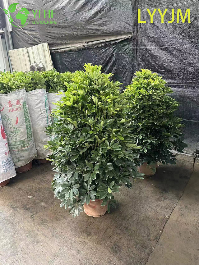 Wholesale Green Schefflera Dwarf Umbrella Tree Live Indoor Plant Bonsai