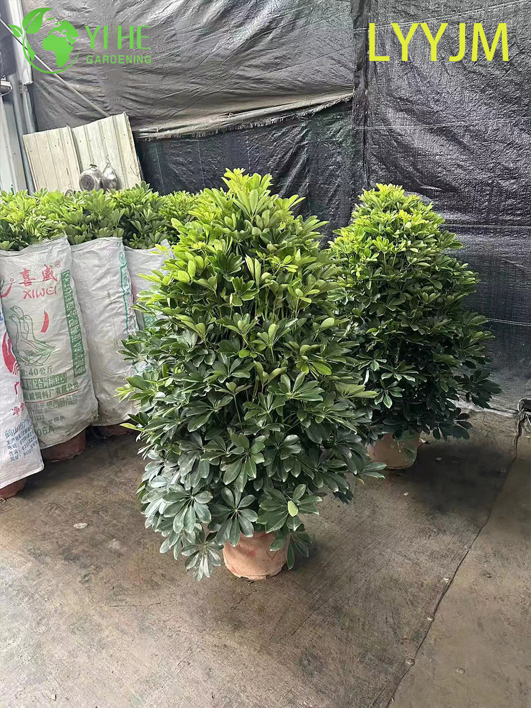 Wholesale Green Schefflera Dwarf Umbrella Tree Live Indoor Plant Bonsai