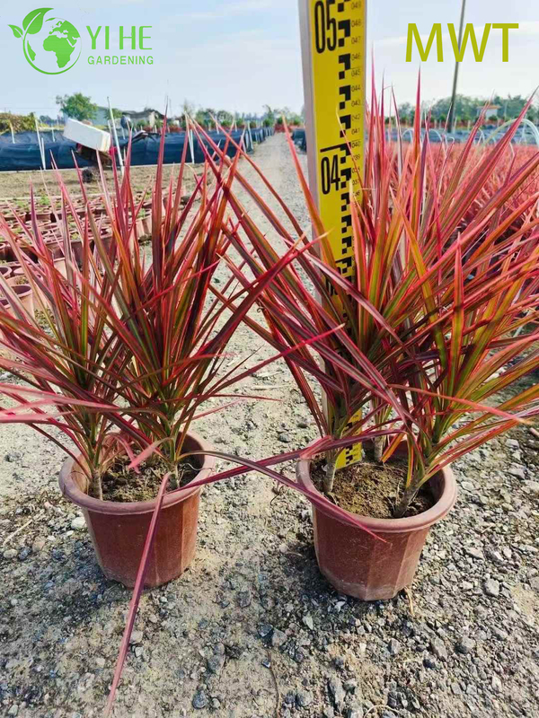 Wholesale Red-Edged Dracaena Marginata Live Multi-Stem Plant Bonsai