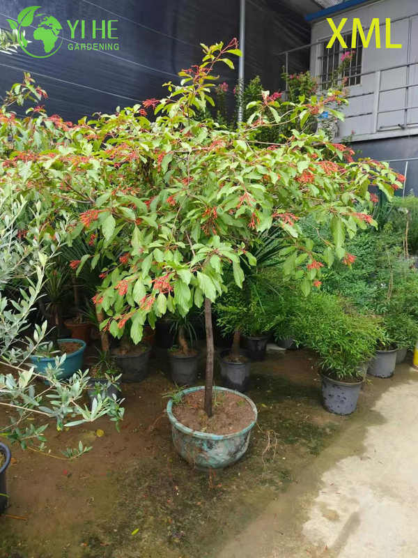 Wholesale Red Firebush Hamelia Live Hummingbird Garden Shrub Bonsai