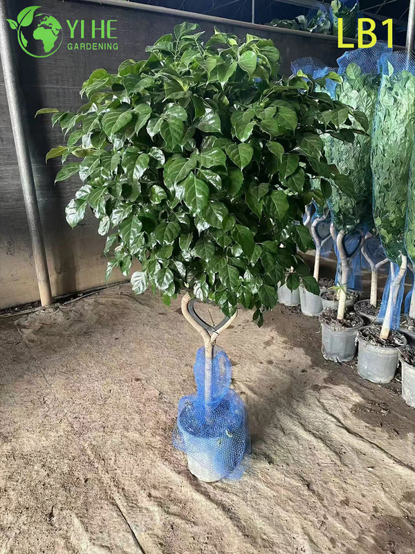 Wholesale China Doll Plant Two Ball Topiary Live Indoor Tree Bonsai