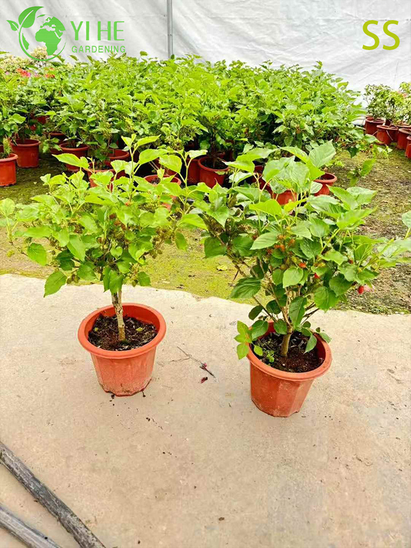 Fast-Growing Mulberry Tree with Sweet Blackberry-like Berries Mulberry Tree