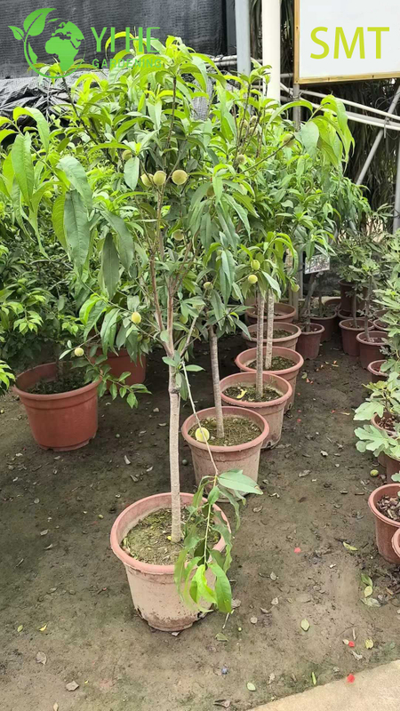 Prunus Persica Honey Peach Tree with Juicy Sweet Aromatic Fruit Bonsai