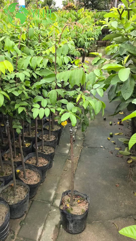 Live Star Fruit Carambola Tree with Sweet Star-Shaped Fruit Averrhoa Carambola Bonsai
