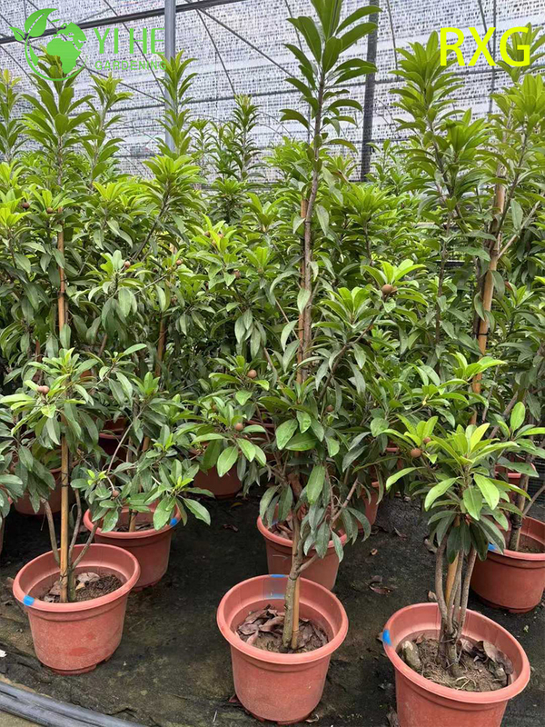 Live Manilkara zapota Sapodilla Chikoo Tree with Sweet Brown Sugar Fruit Bonsai