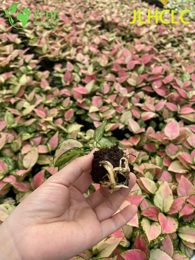 Aglaonema Auspicious RedRed Chinese EvergreenColorful Foliage PlantGood Fortune Plant Seedlings
