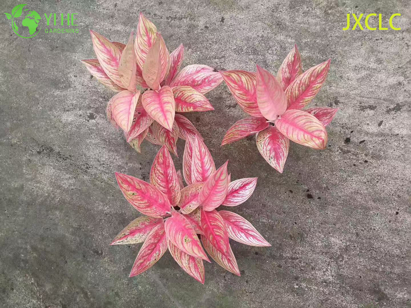 Wholesale Aglaonema Golden Star Live Chinese Evergreen Starter Plug Seedlings