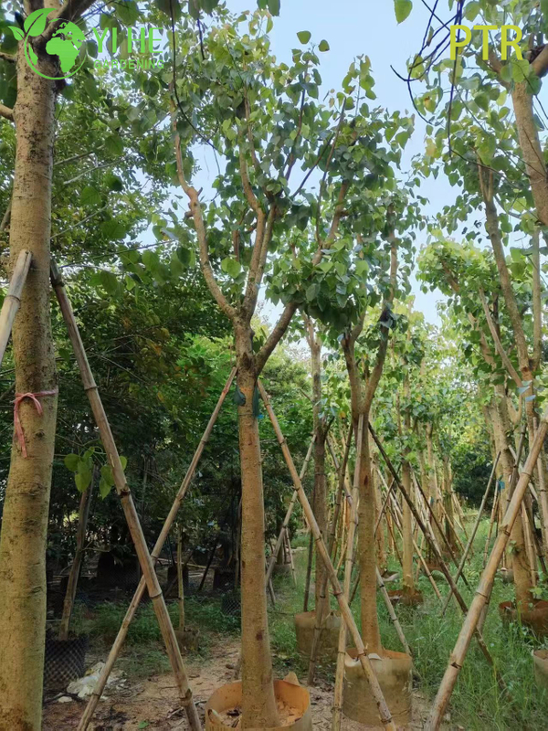 Sacred Bodhi Tree Ficus Religiosa for Temple Garden Landscaping Tree