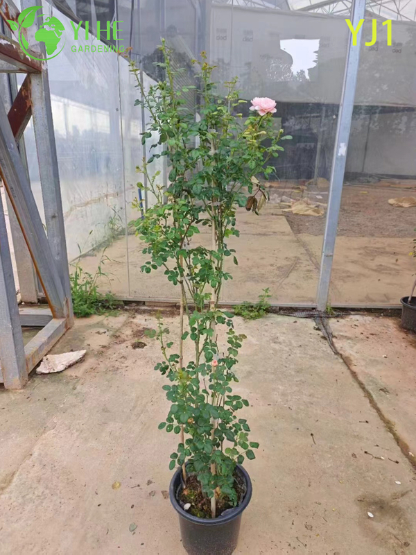 Wholesale Pink Bicolor Rose Tree Standard Live Flowering Plant Bonsai